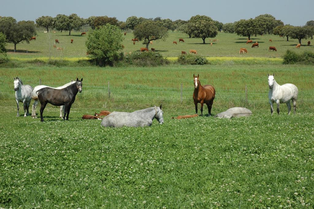 Monte Da Boavista - Country Family House Βίλα Alter do Chão Εξωτερικό φωτογραφία